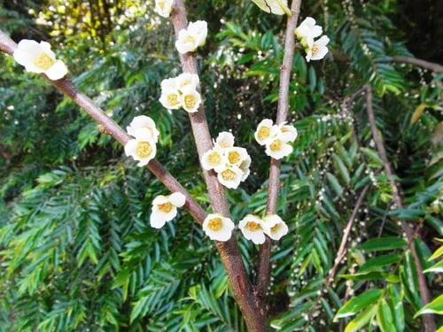 Eurya acuminata