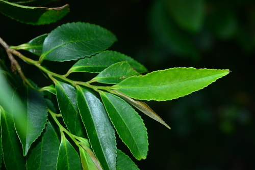 Eurya chinensis (Chinese eurya) — photo