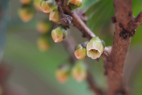 Eurya japonica — photo