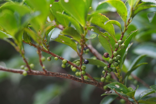 Eurya japonica — photo
