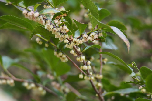 Eurya japonica