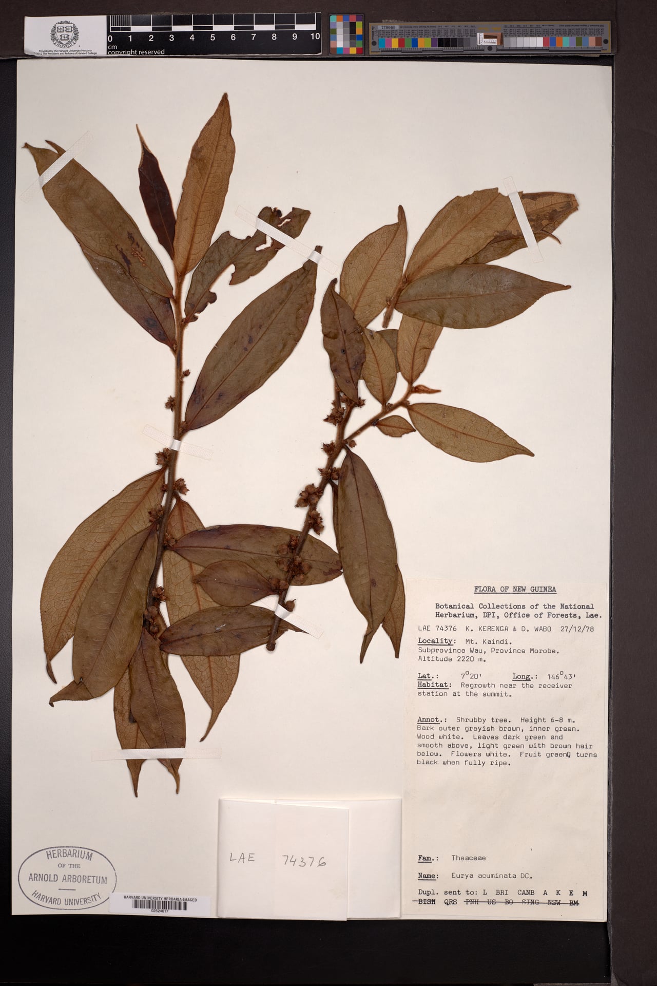 Eurya longisepala — photo