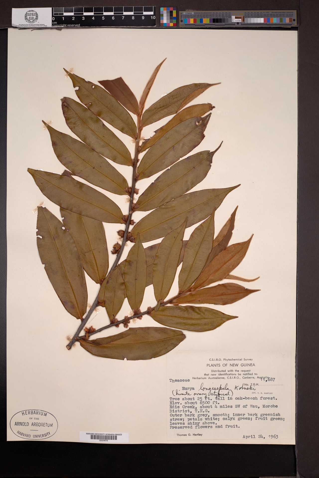 Eurya longisepala — photo
