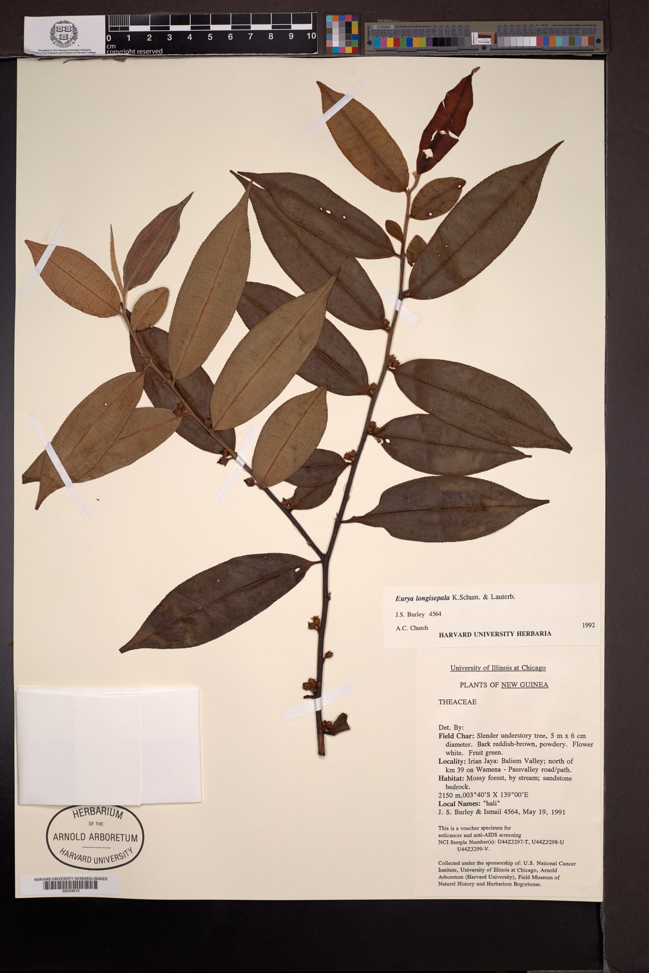 Eurya longisepala