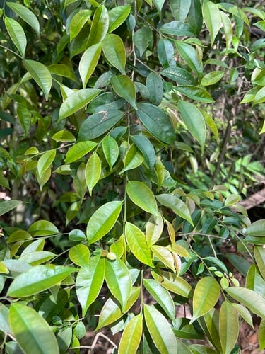 Eurya nitida — photo