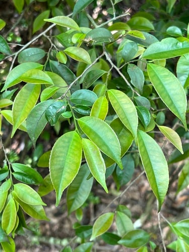 Eurya nitida — photo