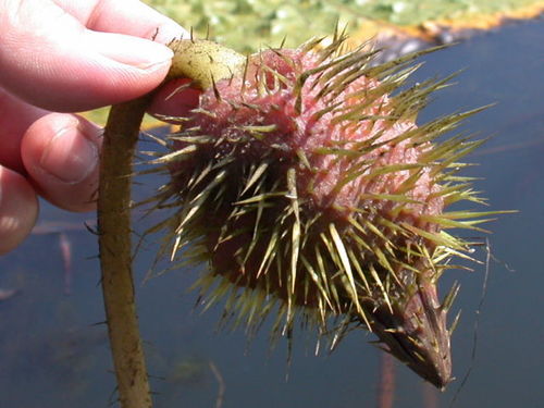 Euryale ferox (Fox Nut) — photo