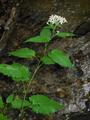 Eurybia divaricata (White star aster) — photo