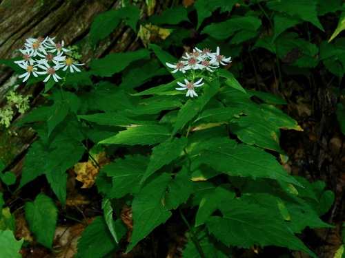 Eurybia divaricata (White star aster) — photo