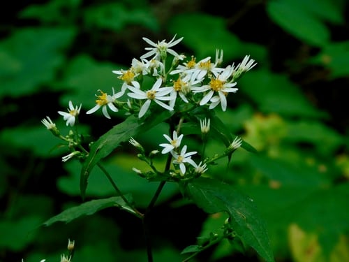 Eurybia divaricata