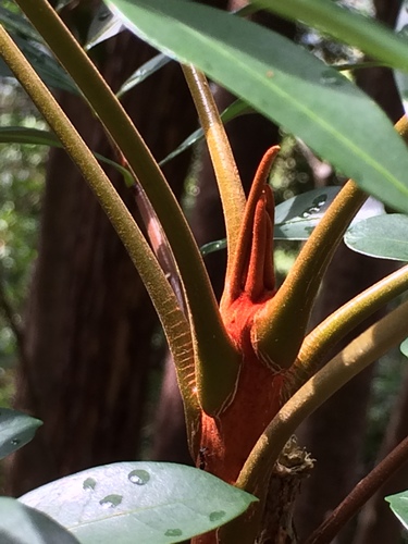 Eurycoma longifolia (Longjack) — photo