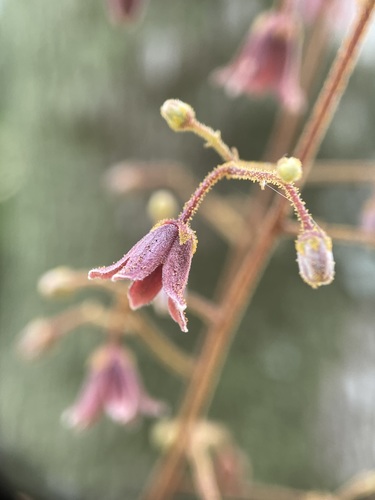 Eurycoma longifolia (Longjack) — photo