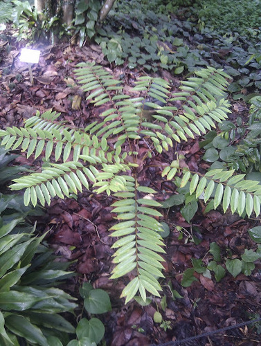Eurycoma longifolia