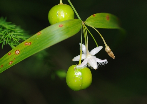 Eustrephus latifolius (Wombat Berry) — photo