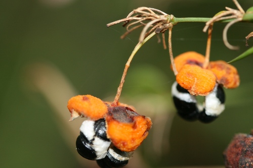 Eustrephus latifolius (Wombat Berry) — photo