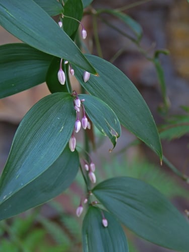 Eustrephus latifolius