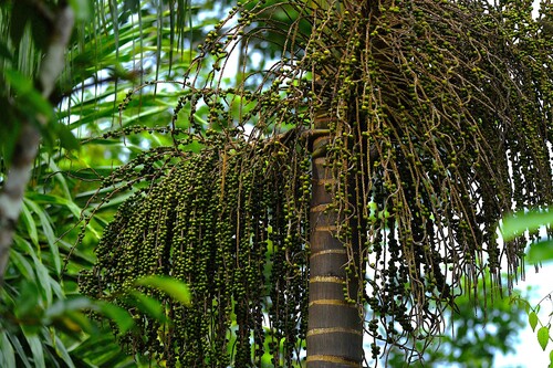 Euterpe catinga (Catinga palm) — photo