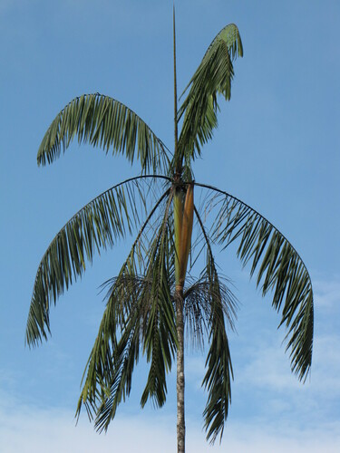 Euterpe catinga var. roraimae
