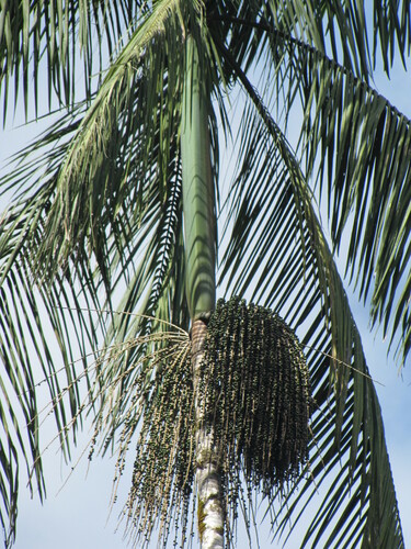 Euterpe catinga var. roraimae — photo