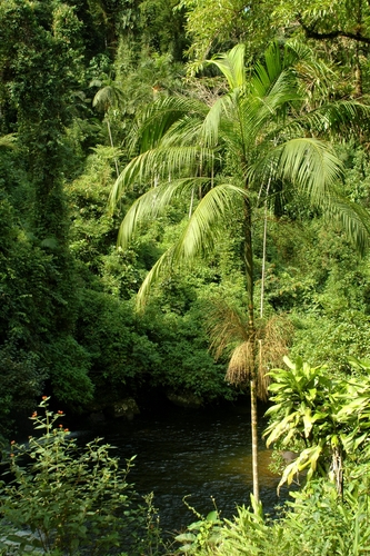 Euterpe edulis (Assai palm) — photo