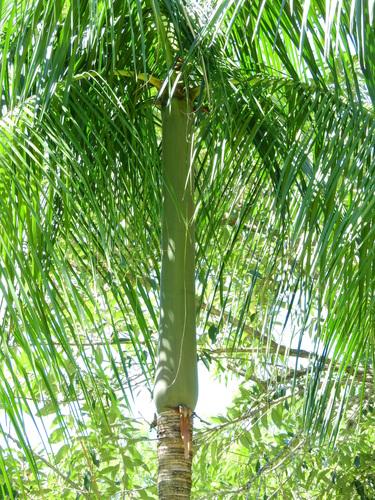 Euterpe edulis (Assai palm) — photo