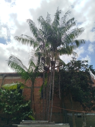 Euterpe oleracea (Acai palm) — photo