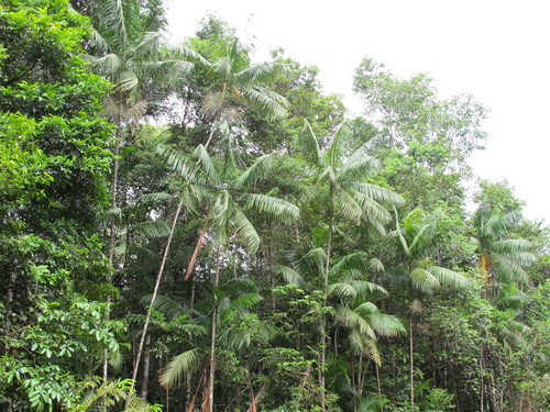 Euterpe oleracea (Acai palm) — photo