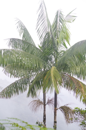 Euterpe precatoria (Mountain cabbage palm) — photo