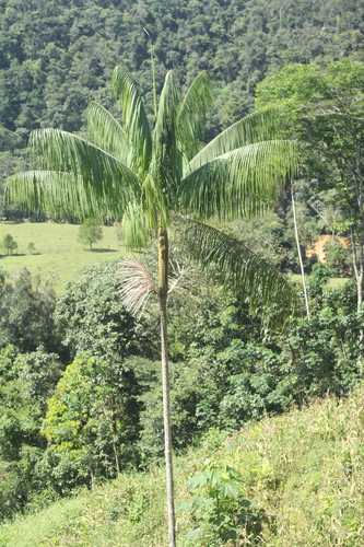 Euterpe precatoria (Mountain cabbage palm) — photo