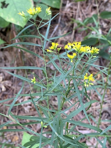 Euthamia graminifolia — photo