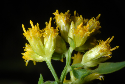 Euthamia graminifolia — photo