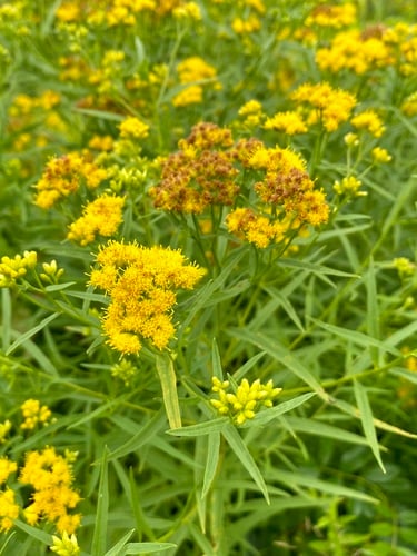 Euthamia graminifolia