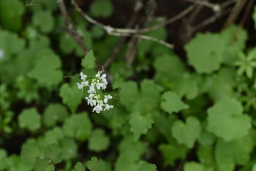 Eutrema deltoideum — photo