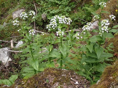 Eutrema himalaicum