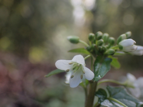 Eutrema japonicum (Wasabi) — photo