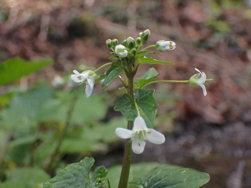 Eutrema japonicum (Wasabi) — photo