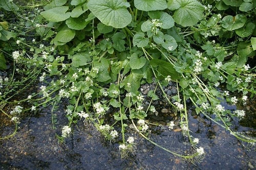 Eutrema japonicum