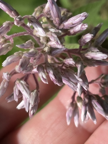 Eutrochium purpureum (Sweetscented joepyeweed) — photo