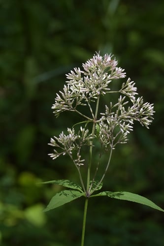 Eutrochium purpureum