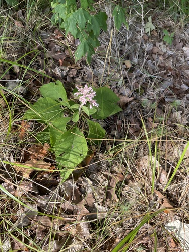 Eutrochium purpureum (Sweetscented joepyeweed) — photo