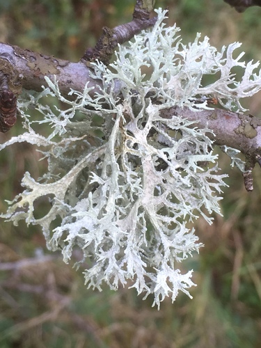 Evernia prunastri (Oak moss) — photo