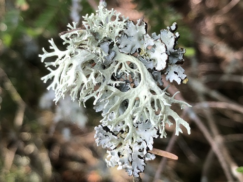 Evernia prunastri (Oak moss) — photo