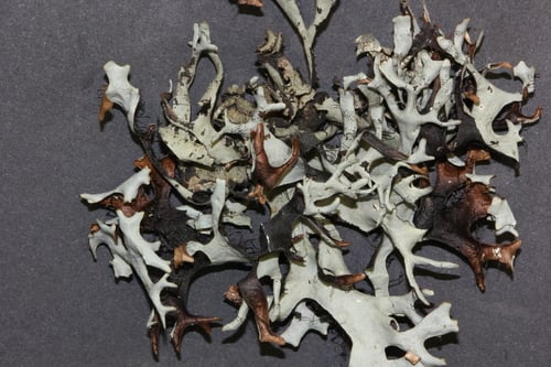 Everniastrum cirrhatum