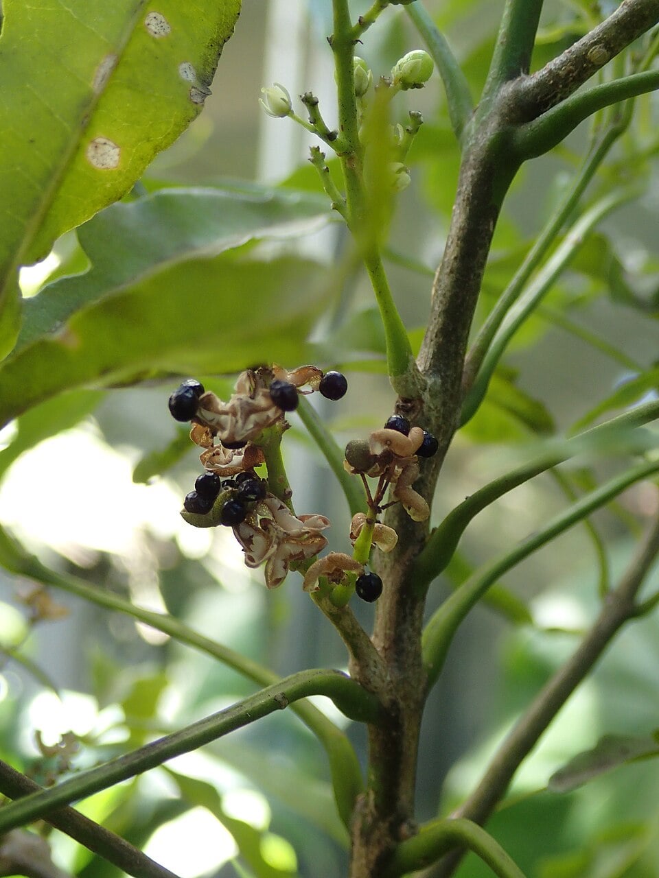 Evodia amboinensis — photo