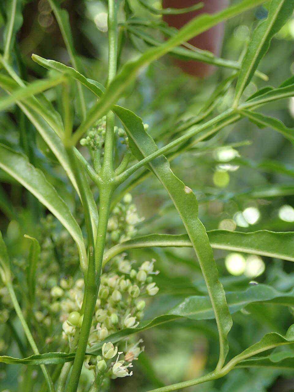 Evodia amboinensis