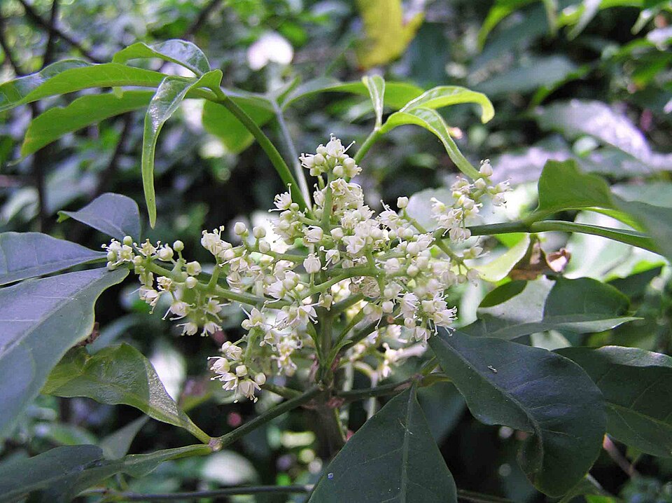 Evodia pteleifolia