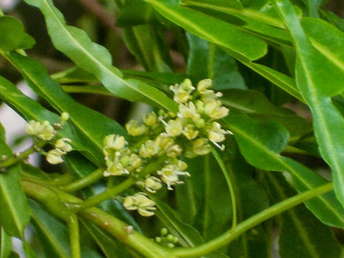 Evodia ridleyi — photo