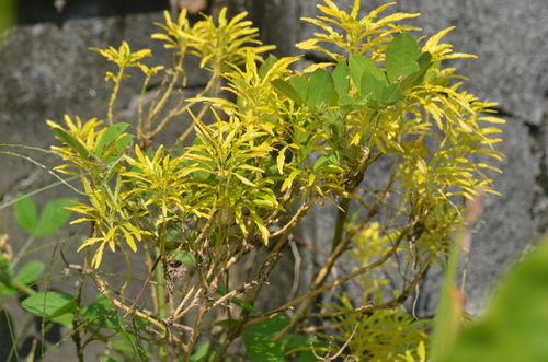 Evodia ridleyi — photo
