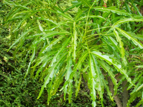 Evodia ridleyi