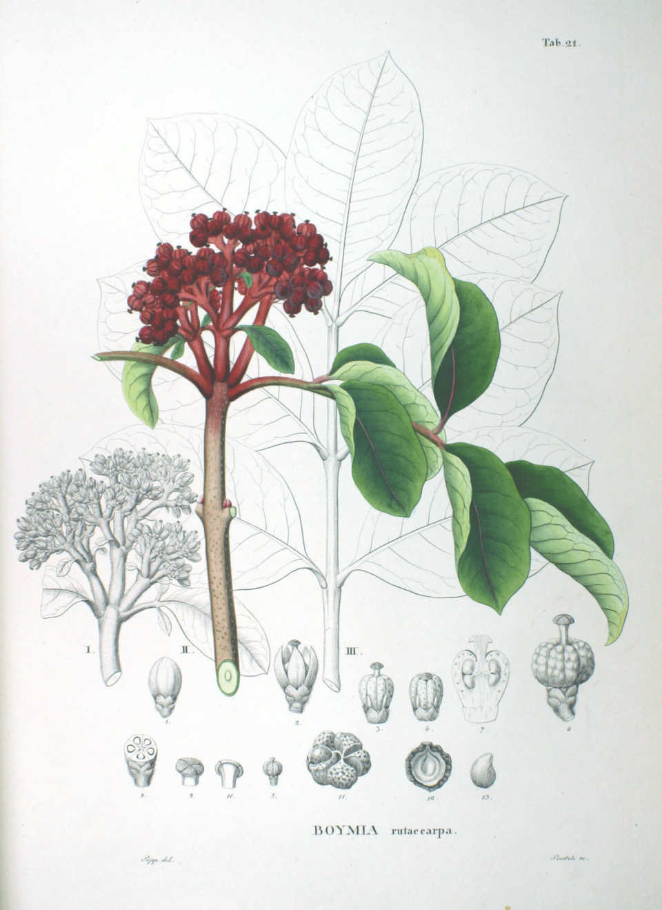 Evodia sp. — photo